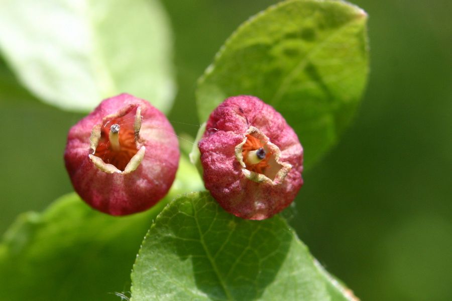 Myrtille (Vaccinum myrtillus)