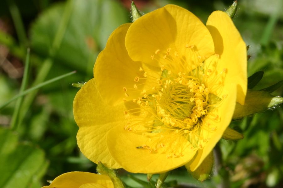 Benoite (Geum montanum)
