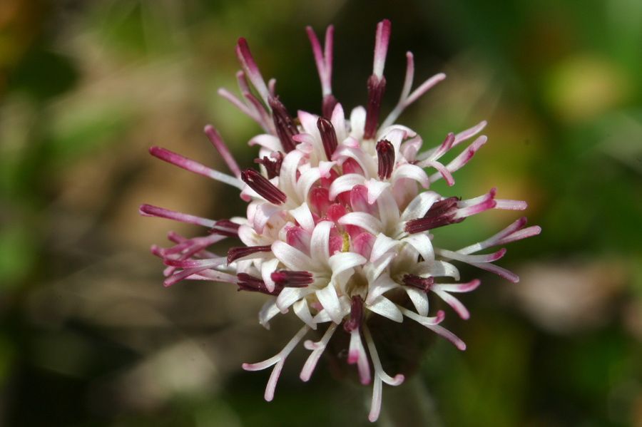 Homogyne alpina