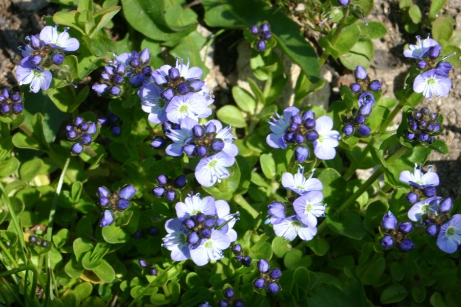 V�roniques