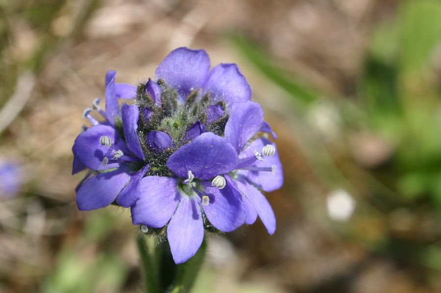 V�ronique (Veronica bellidioides)