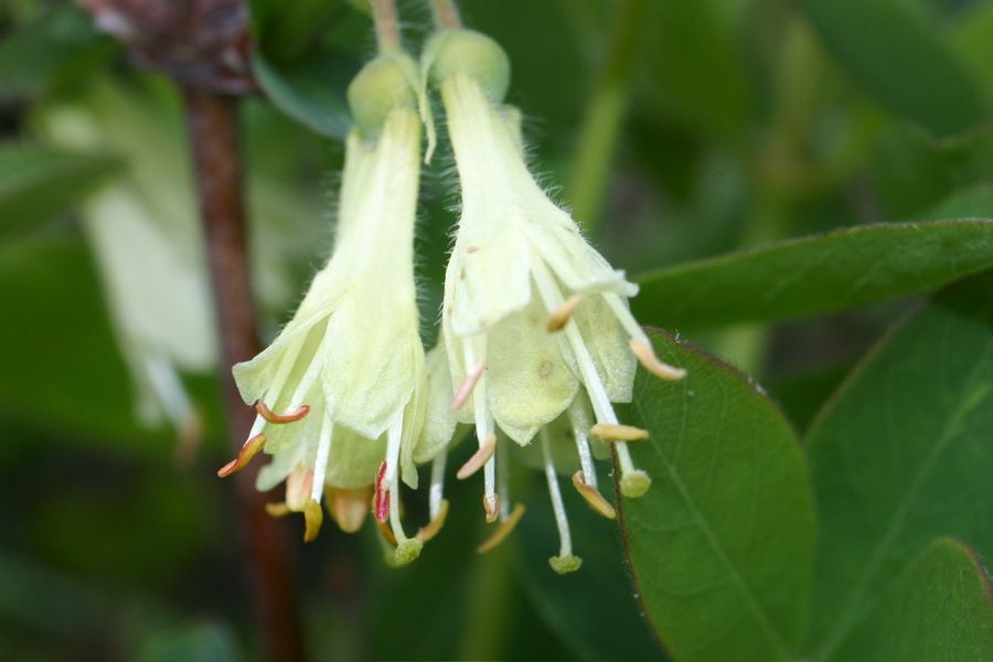 Camerisier bleu (Lonicera caerulea subsp. pallasii)