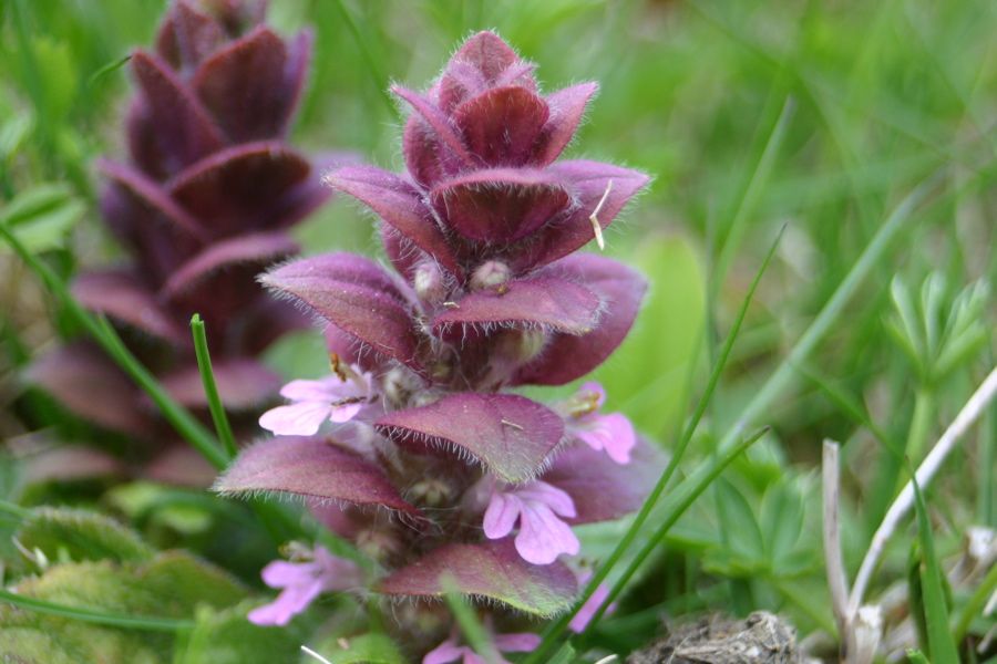 Bugle pyramidal