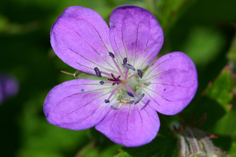 G�rranium des bois