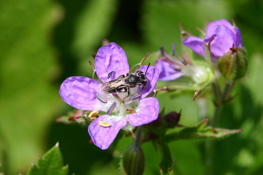 G�ranium visit�