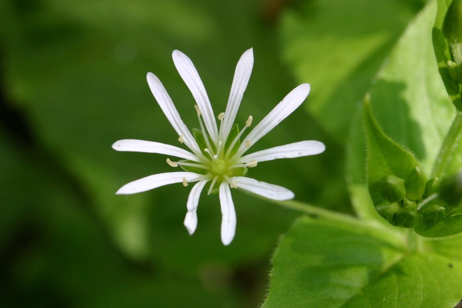 Stellaire des bois