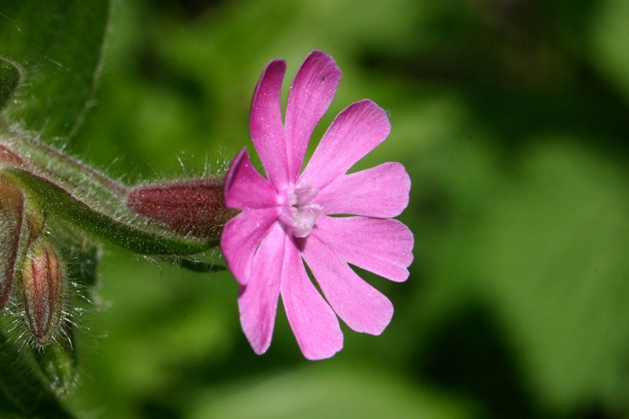 Sil�ne
