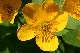 Populage (Caltha palustris)