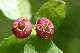 Myrtille (Vaccinum myrtillus)