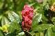 Rhododendron (Rhododendron ferrugineum)