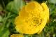 Benoite (Geum montanum)