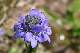 V&eacute;ronique (Veronica bellidioides)