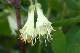 Camerisier bleu (Lonicera caerulea subsp. pallasii)
