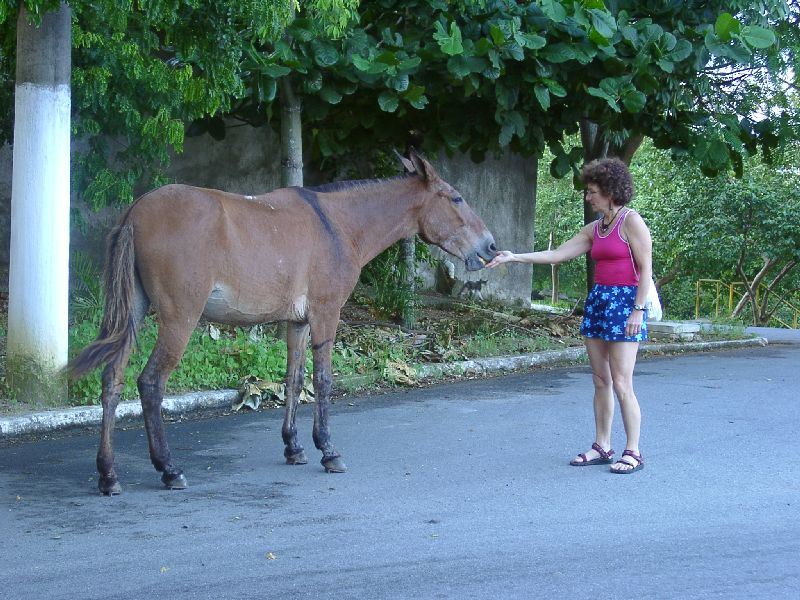 les chevaux aiment les goyaves !