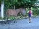 les chevaux aiment les goyaves !