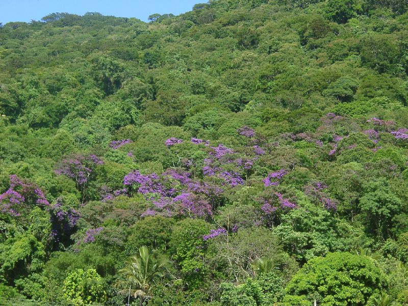la for�t tropicale atlantique se teinte de violet