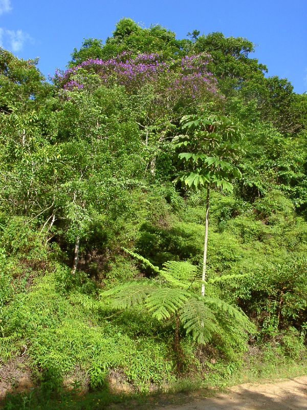 une foug�re arborescente, un papayer, et des fleurs violettes