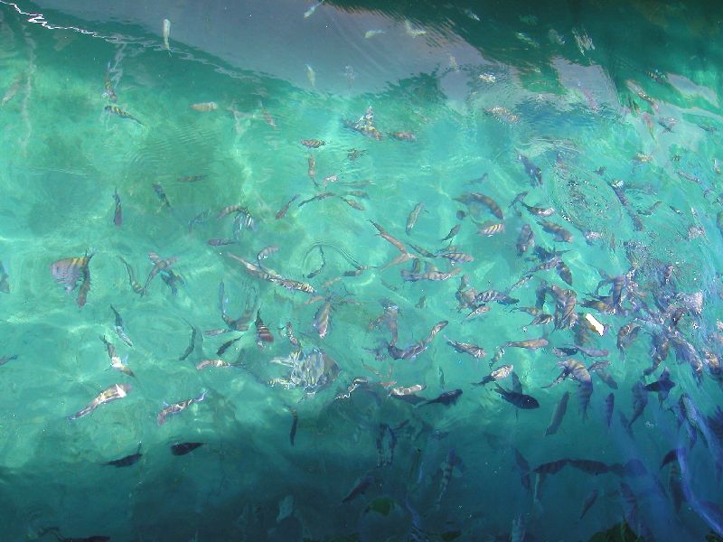 des poissons apr�cient les miettes