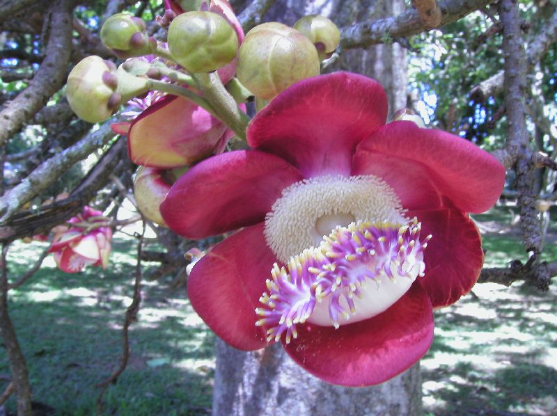 des arbres avec des fleurs magnifiques
