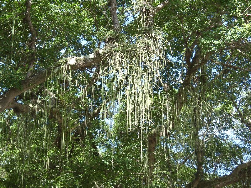 des branches envahies de plantes