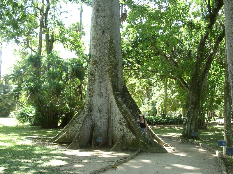 sumauma = Ceiba pentandra