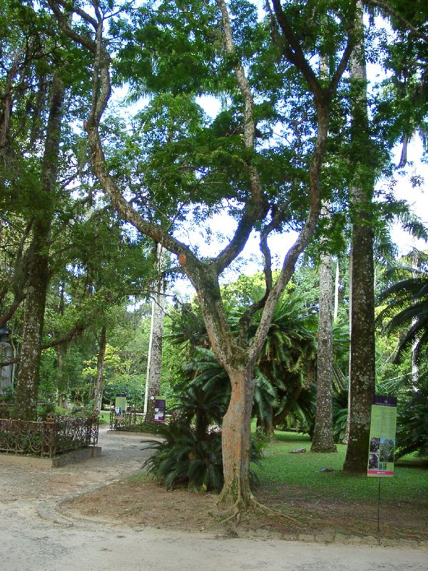 pau-brasil = Caesalpinia echinata, a donn� son nom au Br�sil