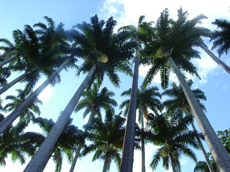 belle all�e de cocotiers