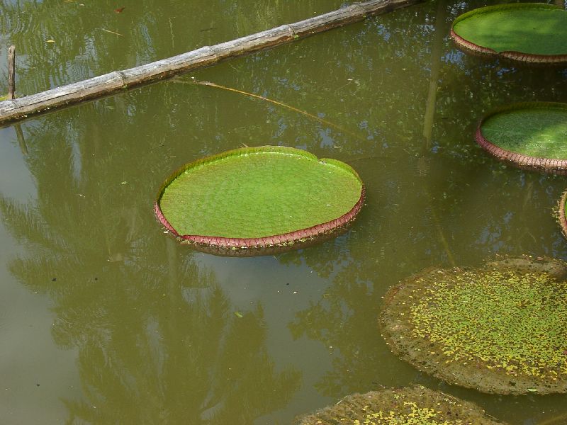 Vitoria-r�gia = Victoria amazonica, jusqu