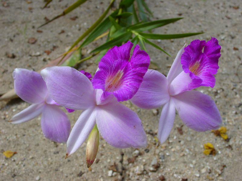 orchid�e