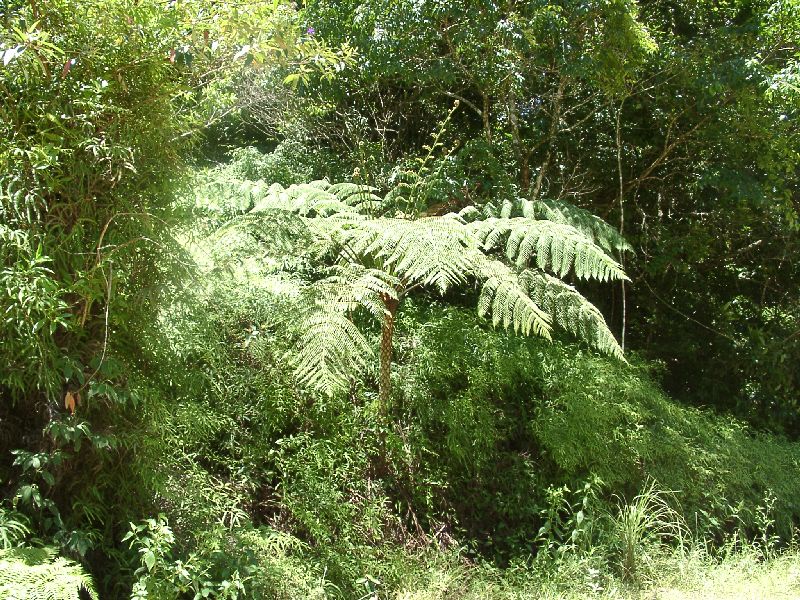 foug�re arborescente