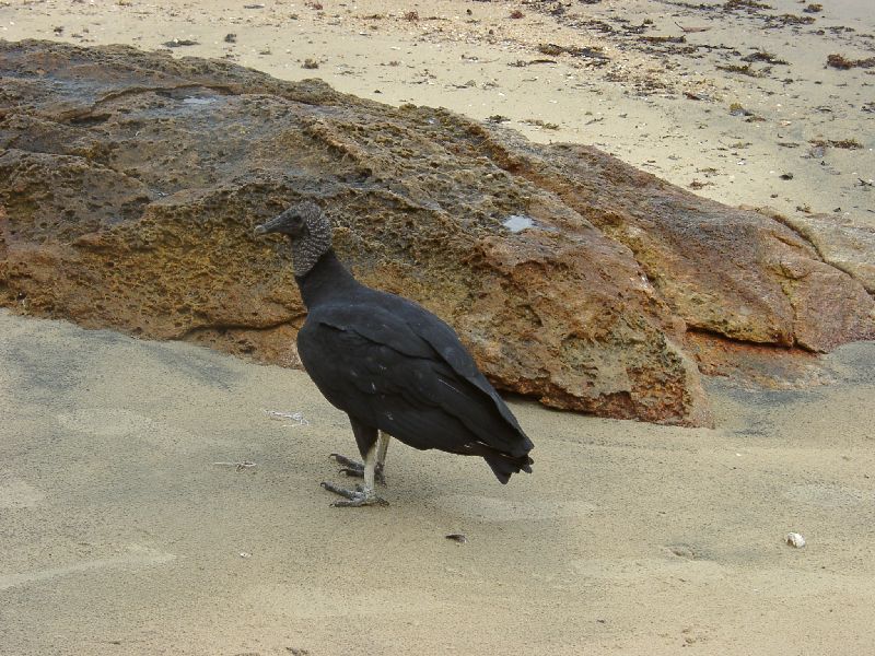 la plage sera propre