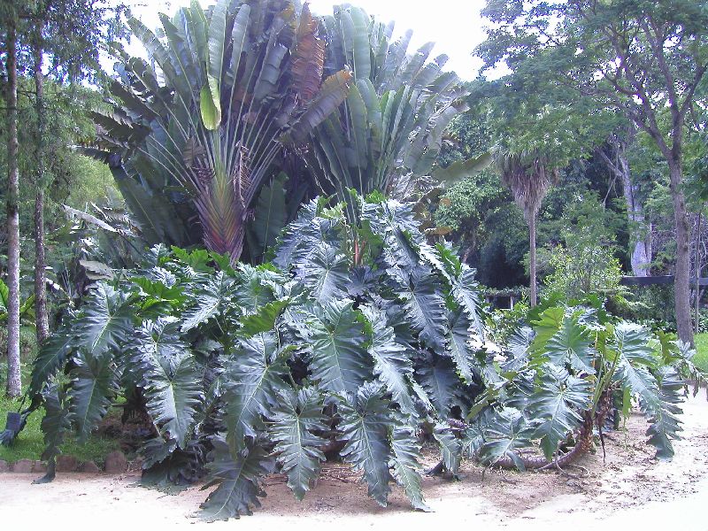 Philodendron undulatum