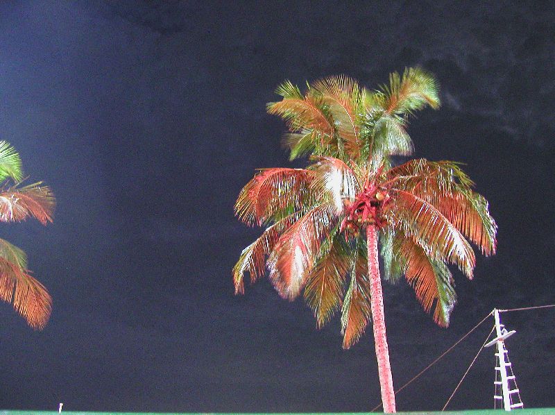 cocotier de nuit