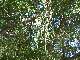 des branches envahies de plantes