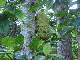 gigantesque et comestible, le jaca