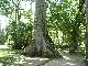 sumauma = Ceiba pentandra