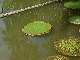 Vitoria-r&eacute;gia = Victoria amazonica, jusqu