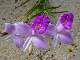 orchid&eacute;e