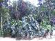 Philodendron undulatum