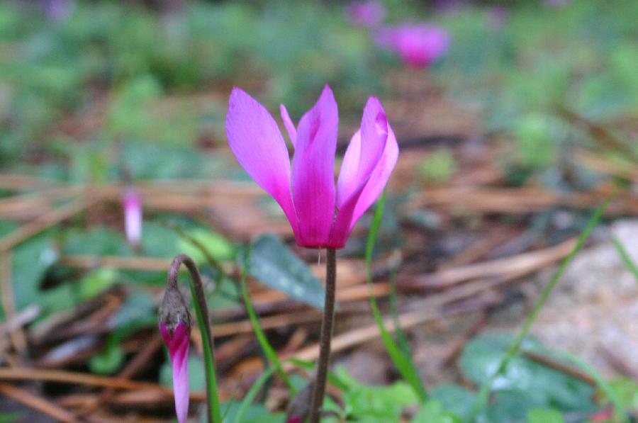Partout dans la for�t, des cyclamens (Cyclamen repandum).