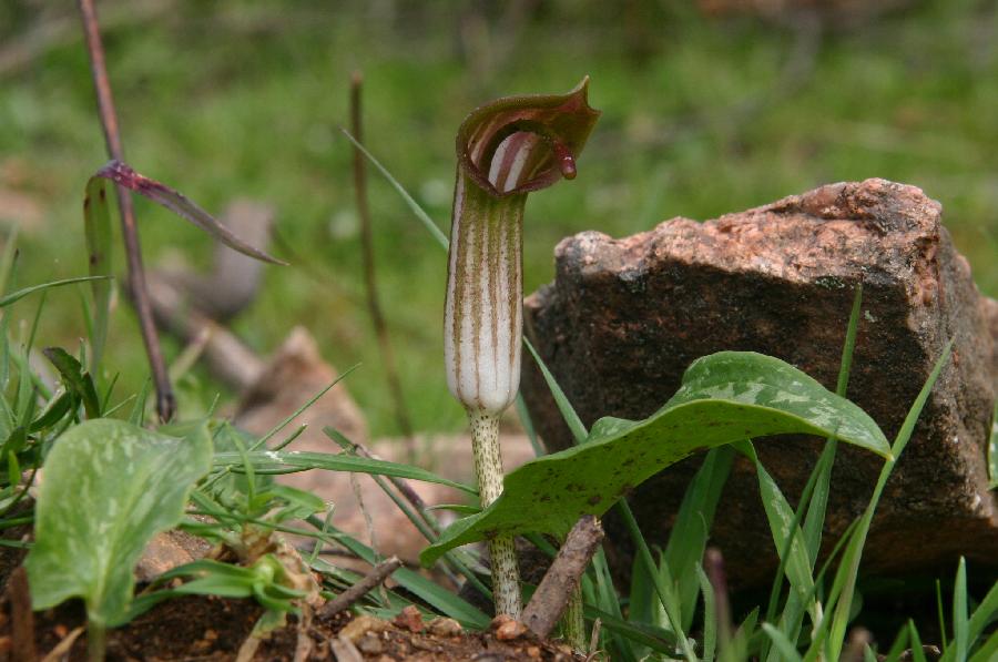 Capuchon de moine (Arisarum vulgare).