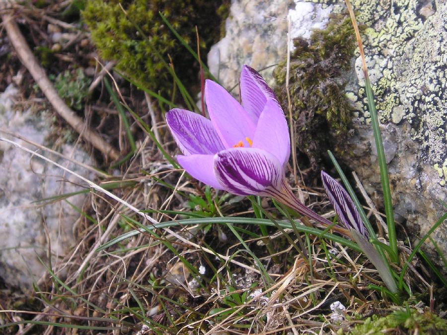 Tr�s beau crocus corse (Crocus corsicus).