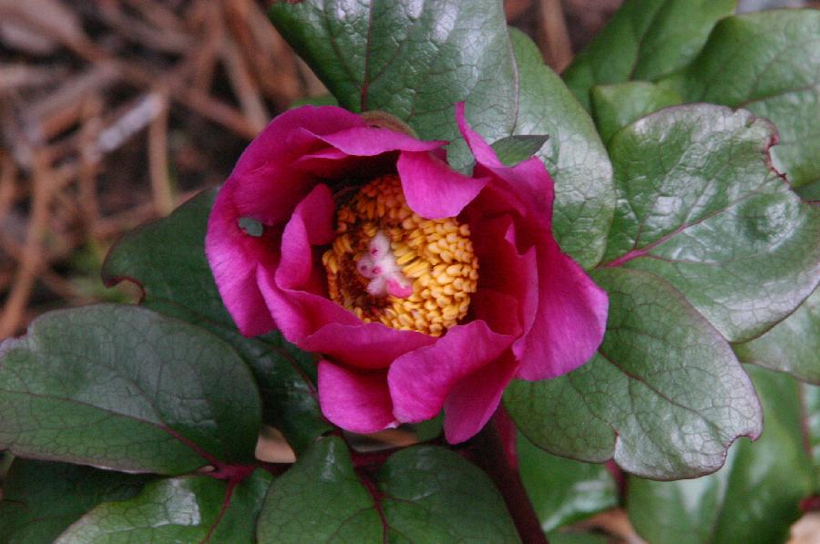 Pivoine corse (Paeonia mascula subsp. russoi var.corsica).