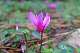 Partout dans la for&ecirc;t, des cyclamens (Cyclamen repandum).