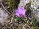 Tr&egrave;s beau crocus corse (Crocus corsicus).