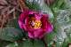 Pivoine corse (Paeonia mascula subsp. russoi var.corsica).