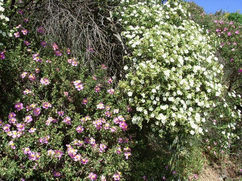 Cistes blancs et roses