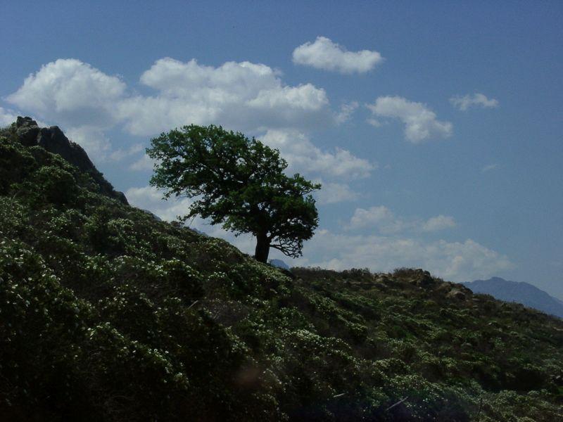Arbre pench� par le vent