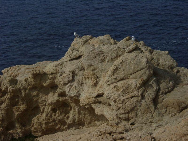 Les go�lands montent la garde