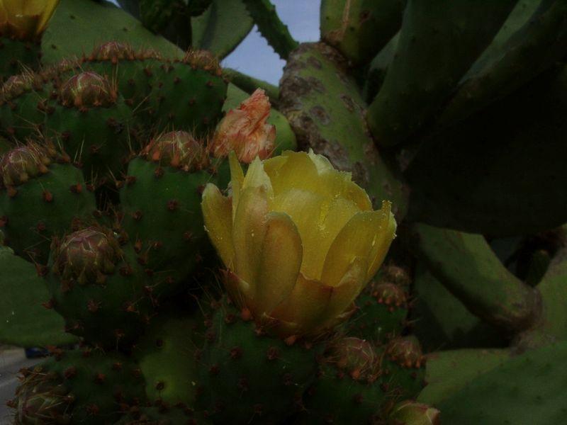 Fleur de figuier de barbarie